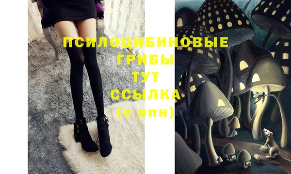 стаф Алзамай