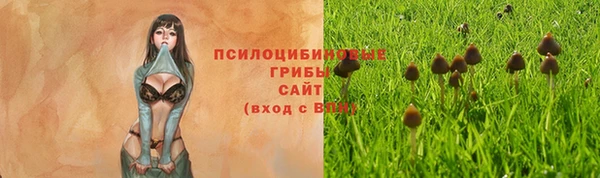 стаф Алзамай