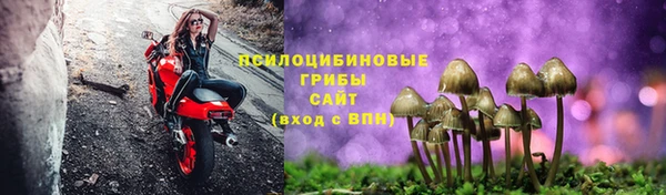 стаф Алзамай